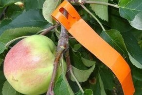 Этикетки, бирки, ярлычки в саду и огороде. Зачем они нужны?