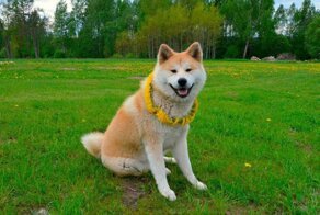 Акита-ину: Та самая порода из «Хатико». Действительно ли они так привязываются к человеку?