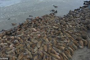 На Ямале обнаружили крупнейшее лежбище моржей