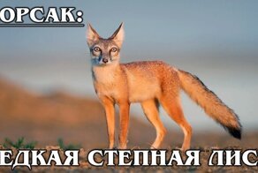  Редкая азиатская степная лисица с красивой шубкой  
