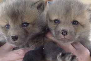 Приручение лисиц (9 фото)