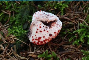 Инопланетный лес: грибы