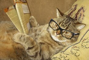 Мурбс: журнал для твоего кота