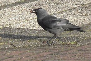 Как животные адаптируются к городской жизни (10 фото)