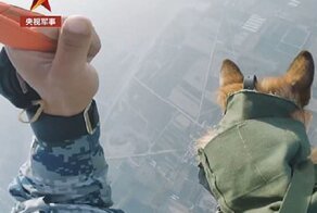 Пес-парашютист готовится в десантники