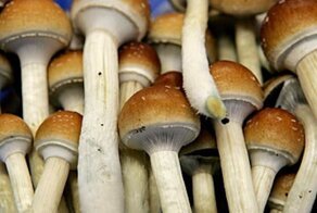 Мишустин наделил грибы статусом сельхозпродукции