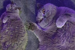 Женщина умоляет соседей перестать кормить ее толстую кошку