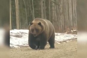 Большая медведица «попросила» охотников убраться с дороги