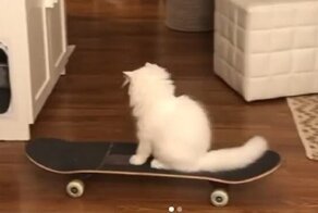 Кошка-скейтер стала звездой инстаграма