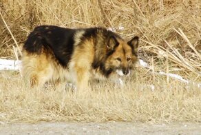 Пес ждет покойного хозяина на трассе под Тобольском 11 лет