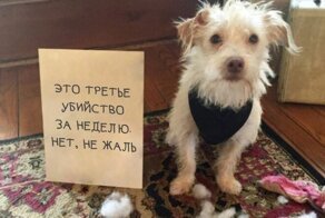 Забавный календарь с виноватыми собаками, которых поймали на месте преступления