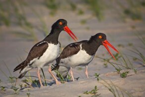 Кулик-сорока: Странные птицы, которые кричат на землю. Зачем они это делают?