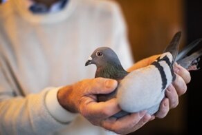 В Бельгии продали гоночного голубя за $1,9 миллиона