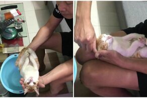 Дедушка показал, как купать ребенка, на примере кота