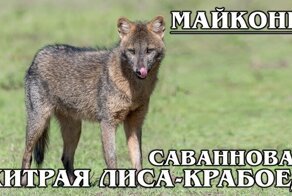 Лиса-крабоед из южноамериканской саванны