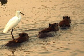Зверские фото