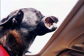 Собаки на скорости 80 км/ч (49 фото)