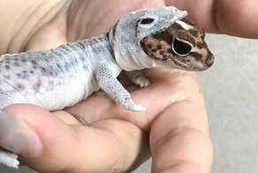 35 увлекательных снимков из Reddit-сообщества "Interesting As Fuck"