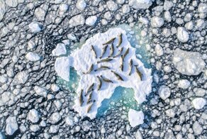 Такой разный океан: финалисты конкурса Ocean Photography Awards 2020