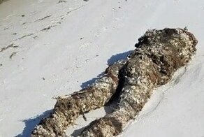 Девушка нашла на берегу океана обезглавленное тело и вызвала полицейских