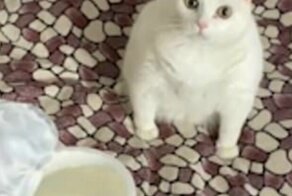 Видео: кот Беляш показал всё, что он думает о сметане