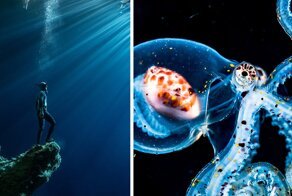 Названы финалисты конкурса Ocean Photography Awards 2020
