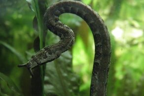 Тентакли животного мира