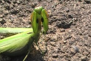 Обыкновенный богомол и интересные факты о нем