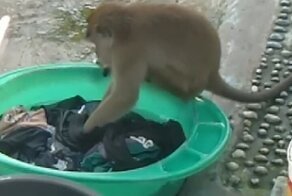 Обезьяна помогла индонезийке постирать белье