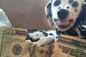 Питомцы, которые ведут себя отвратительно, но их все равно любят
