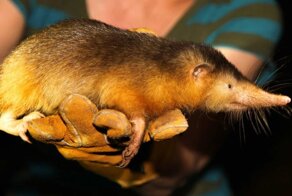 Пять удивительных животных с уникальными способностями