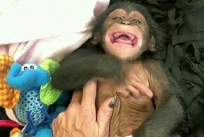 А вы видели, как смеются обезьяны?