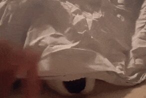 Собачьи гифки