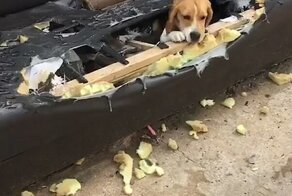 Видео: непослушный пес выглядывает из порванного в клочья дивана