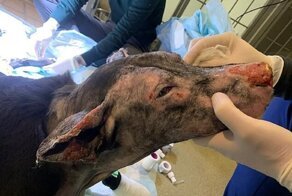Собака помогла спасти пациентов хосписа, но оказалась не нужна хозяйке