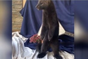 Какой милый ворчун