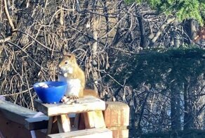 Белка наелась забродивших груш