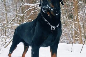 Он схватил ее за край пальто