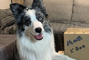 Ученые из Венгрии ищут самую умную в мире собаку