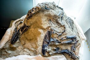 Самые поразительные останки древних чудовищ, найденные учеными