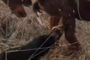 "Я люблю животных, я гуманный пи***ц": эпичное спасение коня от собак попало на видео