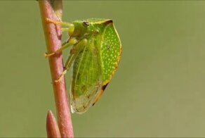 Ещё один североамериканский вселенец вредитель