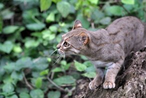 Семейство кошачьих, малые кошки, интересные факты о кошках