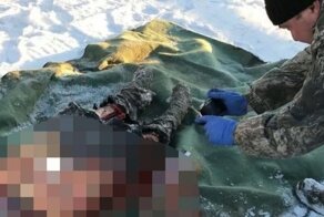 Под Ухтой нашли тело мужчины растерзанное зверьми