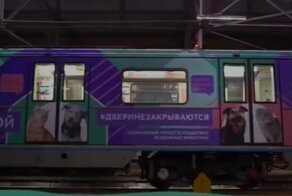 Московское метро позаботилось о бездомных животных, уже 24 питомца встретили новых хозяев: видео