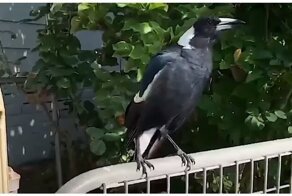 Сорока научилась имитировать звуки сирен спецтранспорта