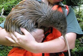 Занимательные снимки, среди которых есть инопланетная капуста и треугольные арбузы