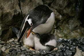 Австралийские пингвины-геи во второй раз стали отцами