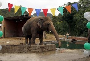 "Самый одинокий слон в мире" наконец-то уезжает жить в заповедник