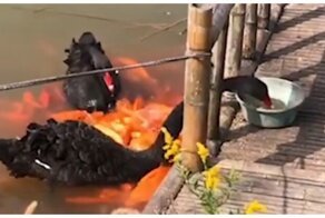 Черные лебеди кормят рыбок сухим кормом
